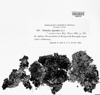 Hypogymnia physodes image